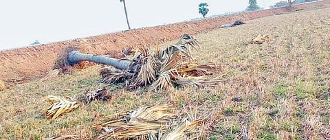 Trees cut down to widen Rajkanika-Kandia road in Kendrapara district | Express