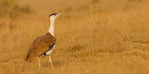 Great Indian Bustard (File | EPS)