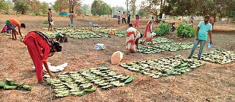 the leaves being dried in Pottrel | Express