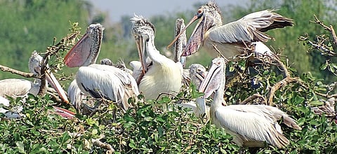 Birds flocking to the sanctuary