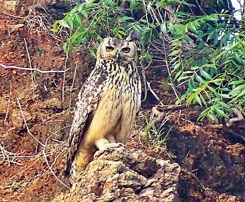Indian Eagle Owl