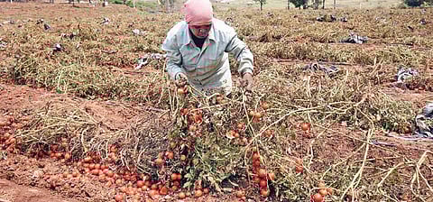 Farmers are struggling to break even as their tomato crops, are heavily affected by wilt disease.