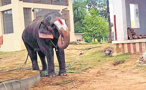 Kothai relaxing at her new home | Express