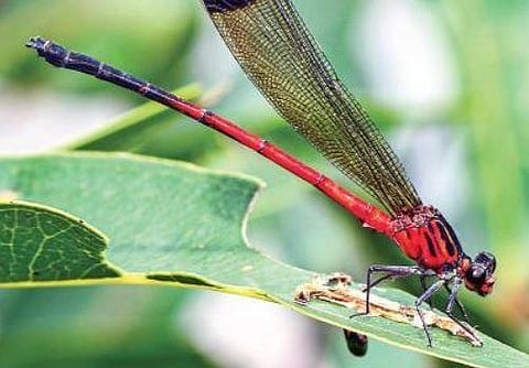 Malayali researchers discover two new species of damselflies