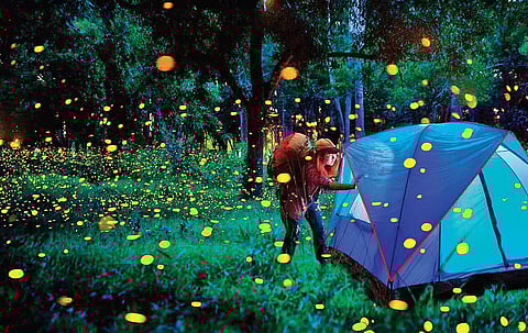 Travelling to watch insects in their natural surroundings has given rise to the phenomenon entomotourism. (Photo | Thrillophilia.com)