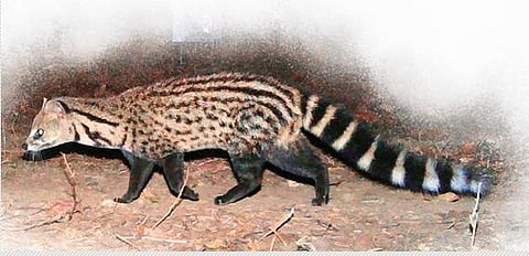 Wake up and smell the new bean