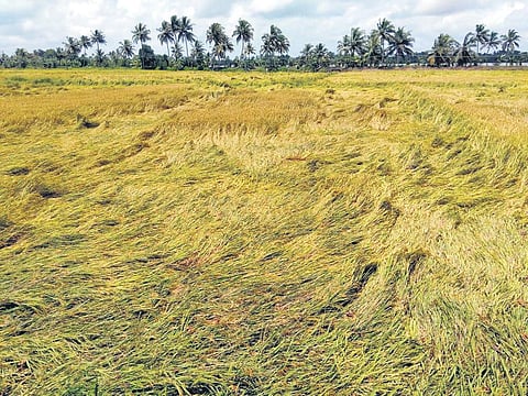 Odisha farmer grows paddy that promises health