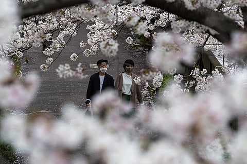 Japan's famous cherry blossoms have reached their flowery peak in many places earlier this year than at any time since formal records started being kept nearly 70 years ago, with experts saying climate change is the likely cause. (Photo | AP)