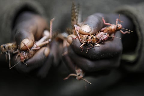 A boy holds locusts he has caught to be sold as poultry feed to a local vendor in Elburgon, in Nakuru County, Kenya. (Photo | AP)