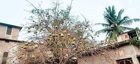 A Bael tree in Kendrapara town | Express