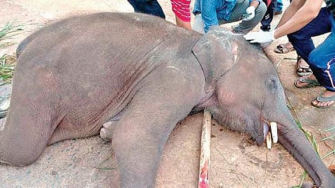 The tusker was brought to the elephant rescue centre of Kapilash Zoo for treatment though the prognosis was grave. ( representational image)