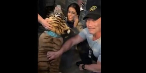 The image shows the rescued Bengal tiger India. (Photo | Houston Police Twitter)