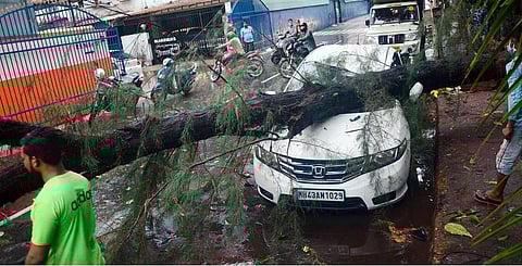 A car damaged after a tree fell on it during the formation of cyclone Tauktae, at Vashi. (Photo | PTI)