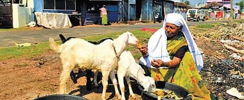 Subaida, who had made headlines twice by giving her share to the CMDRF and for Covid vaccine challenge by selling her goats 