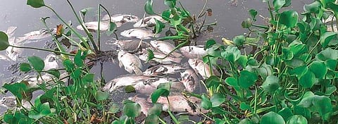 About two tonnes of dead fish were found floating on the surface of Muthanallur Lake on May 10 | Express