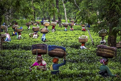 Tea garden in Assam. Image used for representational purpose.  (Photo| PTI)