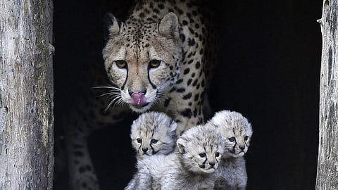 Representational image