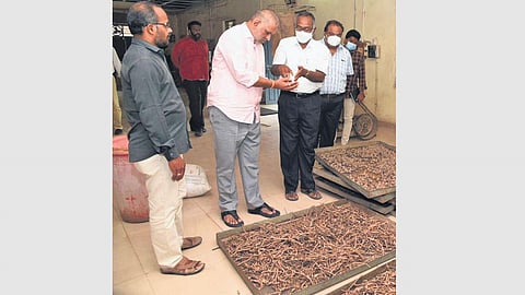 Chevireddy Bhaskar Reddy inspects herbs for the medicine in Tirupati