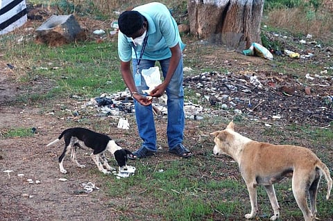 Volunteers attached to New World Animal Rescue have begun feeding stray dogs in Vellore district (Photo | Special arrangement)
