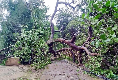 A tree uprooted during landfall of cyclone 'Yaas', at Gheri village in Chandipur of Balasore district, Wednesday, May 26, 2021. (Photo | PTI)