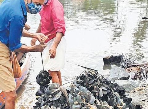 Green mussel being harvested under integrated multi-trophic aquaculture farming