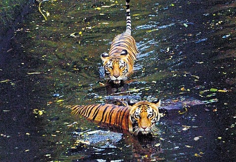Two tigers beating the heat by playing in the artificial pond inside their cage at Thiruvananthapuram Zoo | Vincent Pulickal