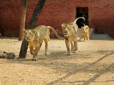 Four male and four female lions had tested positive at the Hyderabad Zoo (File photo | EPS)