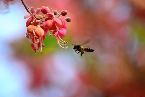 Bees can detect volatiles with sensitivity of parts per trillion. (Photo | EPS)