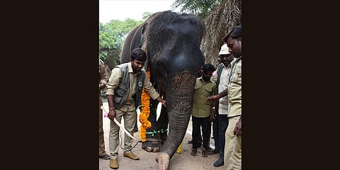 File photo of Rani at the Hyderabad zoo.