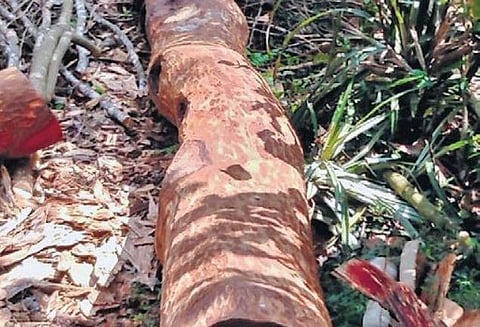 Muttil tree felling tip of iceberg, govt tells HC