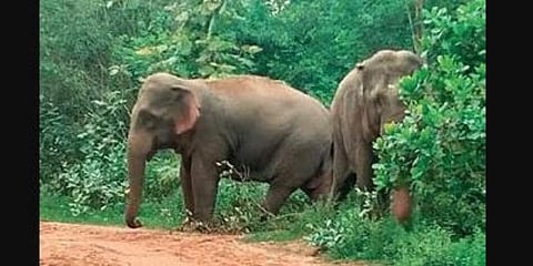 A herd of 24 elephants including a baby, has caused widespread damage in Bhanjanagar of Ganjam district.