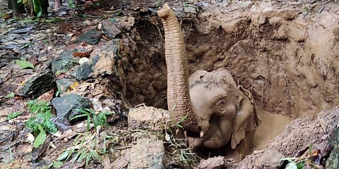 WATCH | Straying wild Kerala elephant falls in well, gets rescued later