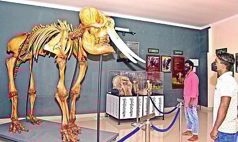 Visitors having a look at the skeleton of a tusker in Konni Elephant Museum | SHAJI VETTIPURAM