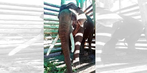 Expert committee to assess health of tusker Rivaldo