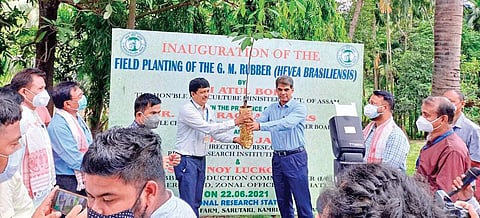 James Jacob, director of Rubber Research Institute of India, hands over the GM rubber plant to Rubber Board chairman K N Raghavan to plant it at the board’s research farm in Guwahati on Tuesday