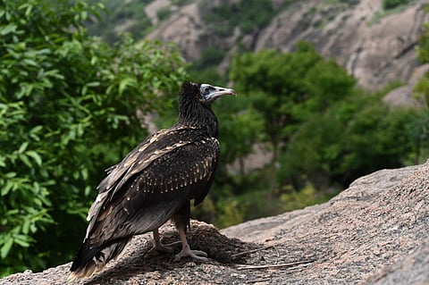 Officials said this was the first such release in the hillocks (Photo | Special arrangement)