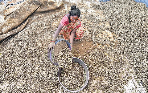 A villager sorts peanuts near a field at West Bengal’s Howrah on Wednesday | PTI