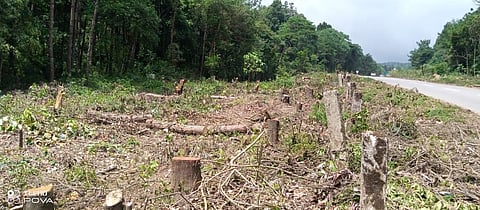 The fallen vintage trees, considered Shillong's heritage, along the side of a road from Rilbong to Upper Shillong. (Photo | Special Arrangement)