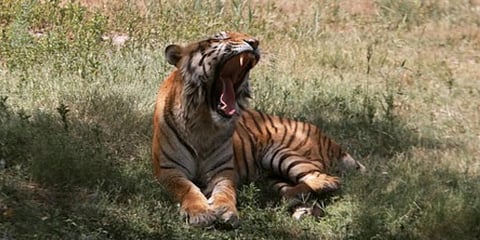 Image used for representational purposes (Photo | EPS)