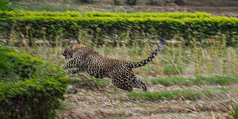 Workers spotted a leopard wandering near their temporary shelters and alerted the police. (File Photo | PTI)