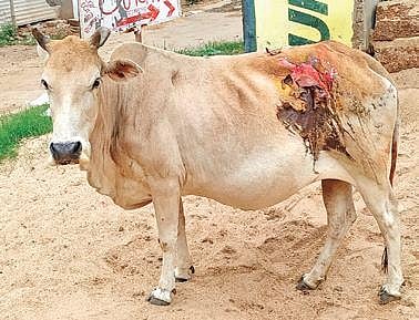 Animal cruelty on rise in Odisha, police empathy not enough