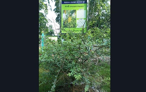 A view of Bharat Vatika (Photo | Special arrangement)