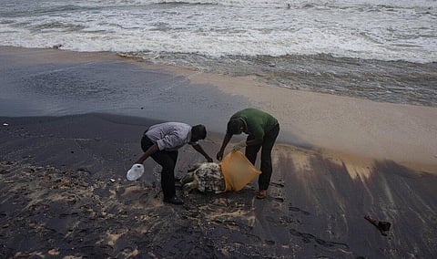 Sri Lankan wildlife workers prepare to remove decomposed remains of a turtle lies on a beach polluted following the sinking of a container ship that caught fire. (Photo | AP)