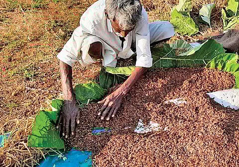 A farm labourer dries the sowed black rice