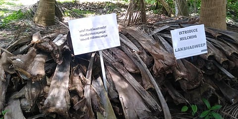 Placards placed on coconut tree waste in Lakshadweep as part of protest by islanders demanding solution to waste treatment. (Photo| EPS)