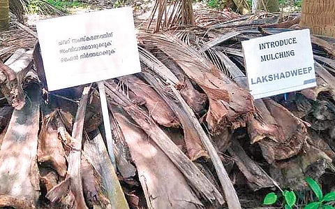 Placards placed on coconut tree waste in Lakshadweep as part of protest by islanders demanding solution to waste treatment