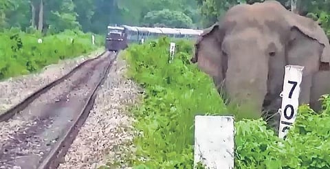File Photo of an elephant near the tracks in RFD