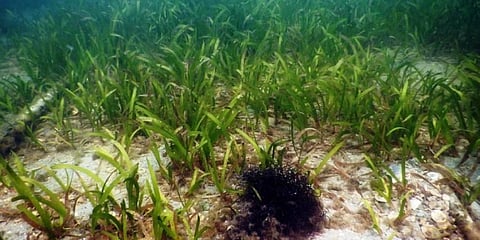 Forest dept take measures to restore sea grass bed in Gulf of Mannar