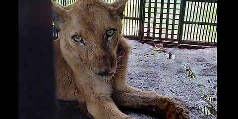 Bindu, which had been ailing for a week at the Lion Safari Park in Neyyar dam, died on Wednesday | Vincent Pulickal