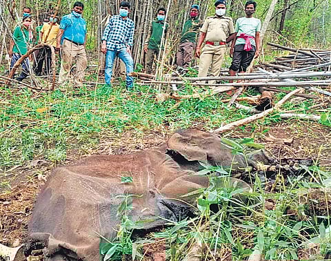 Decomposed carcass of the elephant calf in Karlapat Wildlife Sanctuary | Express